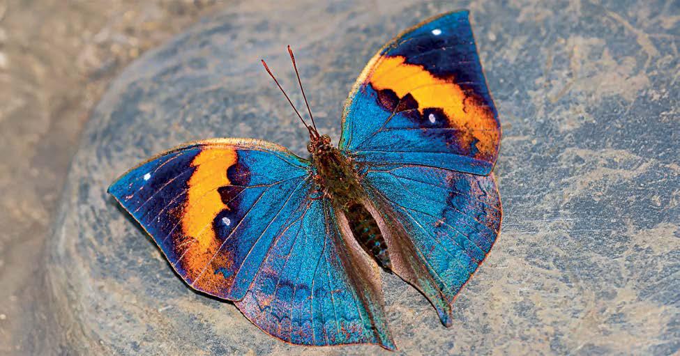 THE BUTTERFLY EFFECT ORANGE OAKLEAF FOR MP